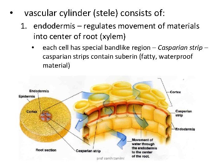  • vascular cylinder (stele) consists of: 1. endodermis – regulates movement of materials