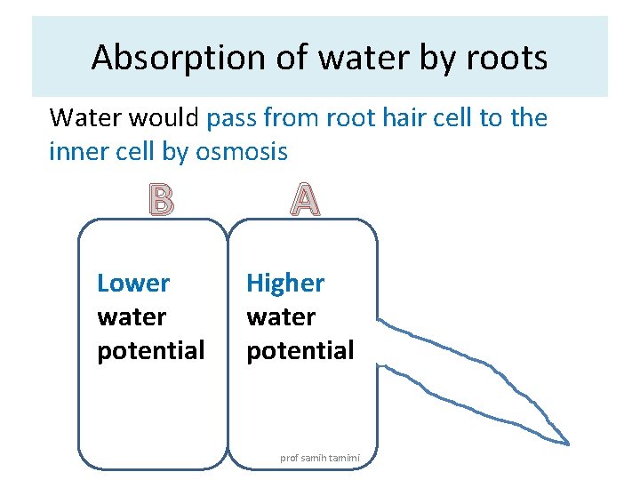 Absorption of water by roots Water would pass from root hair cell to the