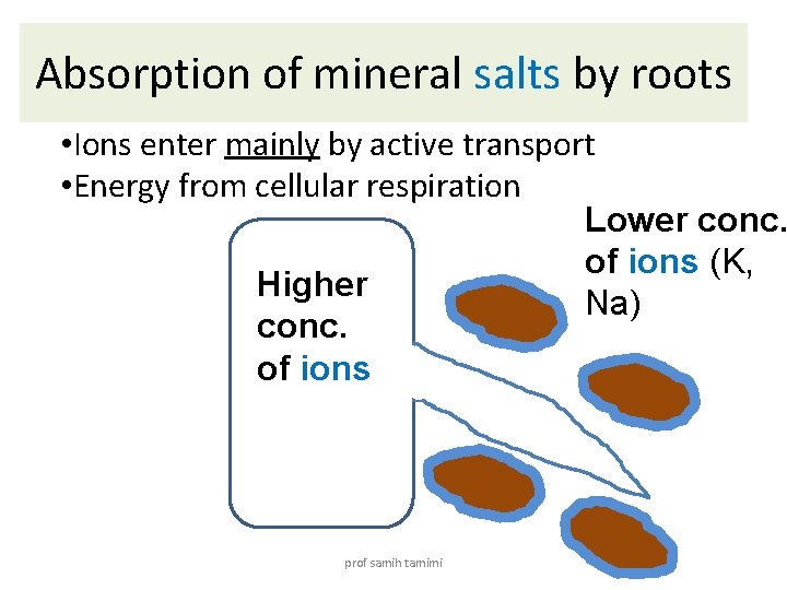 Absorption of mineral salts by roots • Ions enter mainly by active transport •