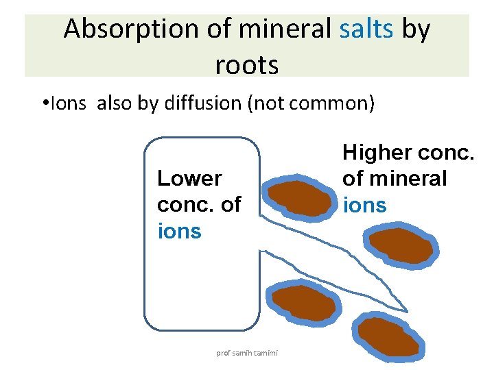 Absorption of mineral salts by roots • Ions also by diffusion (not common) Lower