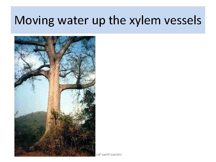 Moving water up the xylem vessels prof samih tamimi 