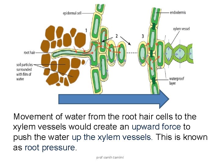 Movement of water from the root hair cells to the xylem vessels would create