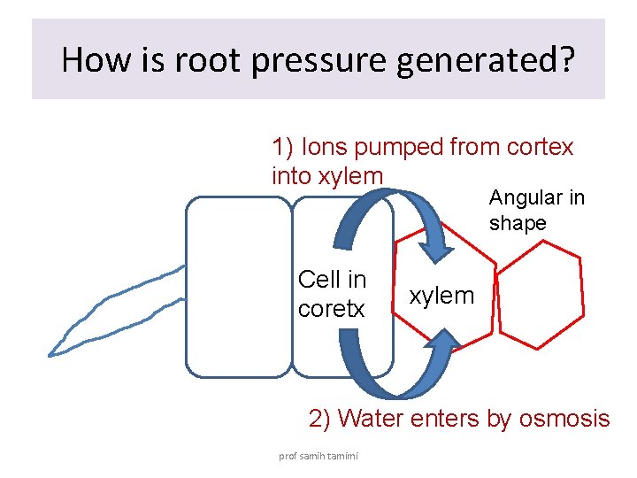 How is root pressure generated? 1) Ions pumped from cortex into xylem Angular in