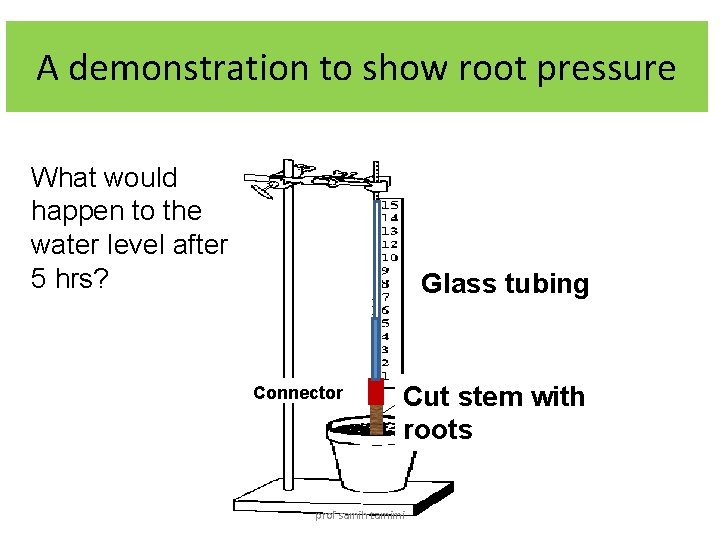 A demonstration to show root pressure What would happen to the water level after
