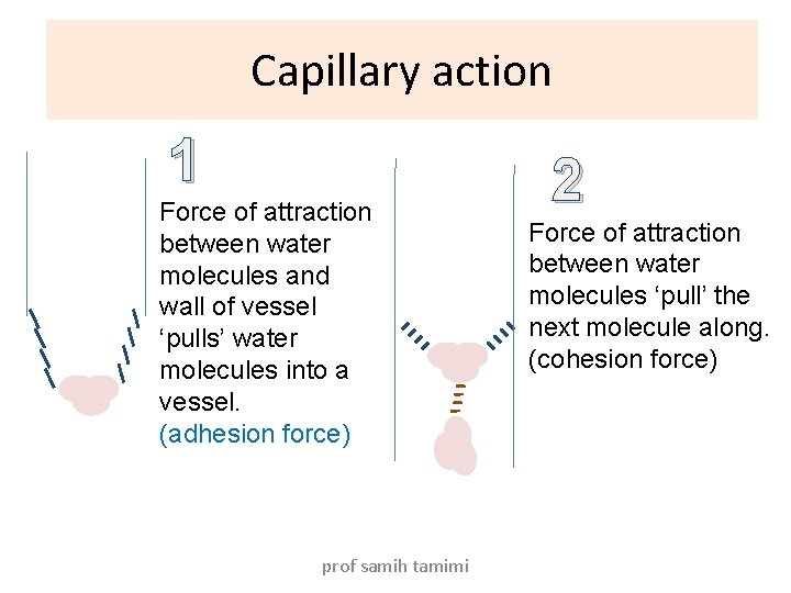 Capillary action 1 Force of attraction between water molecules and wall of vessel ‘pulls’