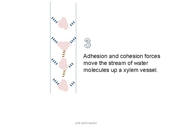 3 Adhesion and cohesion forces move the stream of water molecules up a xylem