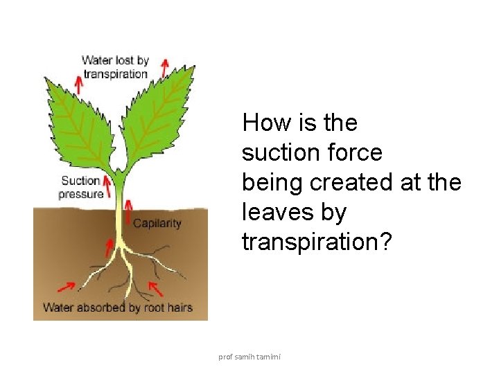 How is the suction force being created at the leaves by transpiration? prof samih
