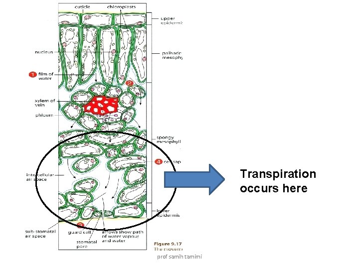 Transpiration occurs here prof samih tamimi 