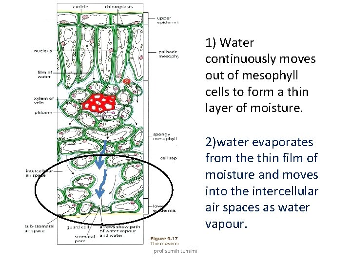 1) Water continuously moves out of mesophyll cells to form a thin layer of