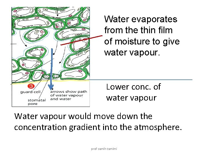 Water evaporates from the thin film of moisture to give water vapour. Lower conc.