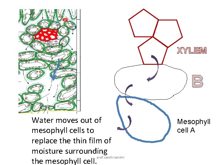 XYLEM B Water moves out of mesophyll cells to replace thin film of moisture