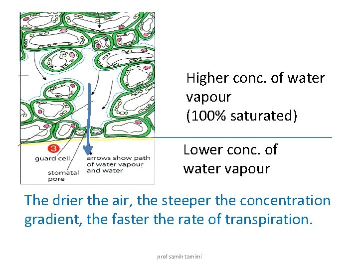 Higher conc. of water vapour (100% saturated) Lower conc. of water vapour The drier