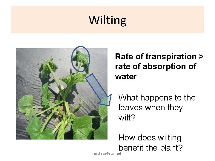 Wilting Rate of transpiration > rate of absorption of water What happens to the
