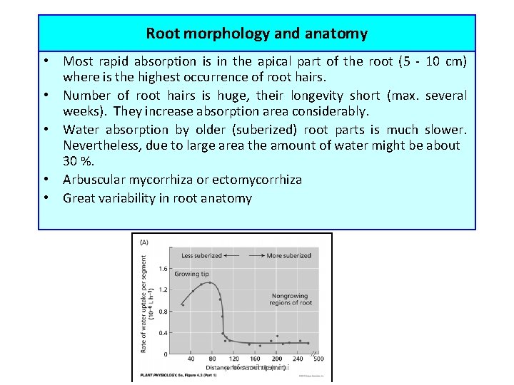 Root morphology and anatomy • Most rapid absorption is in the apical part of
