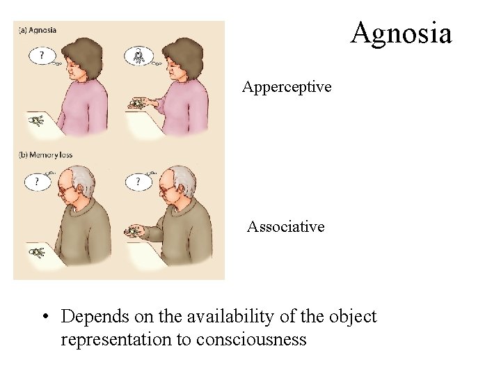 Agnosia Apperceptive Associative • Depends on the availability of the object representation to consciousness