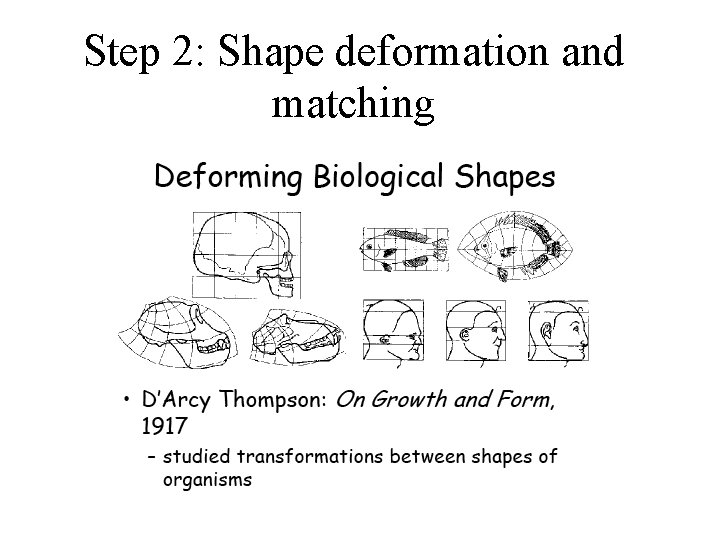 Step 2: Shape deformation and matching 