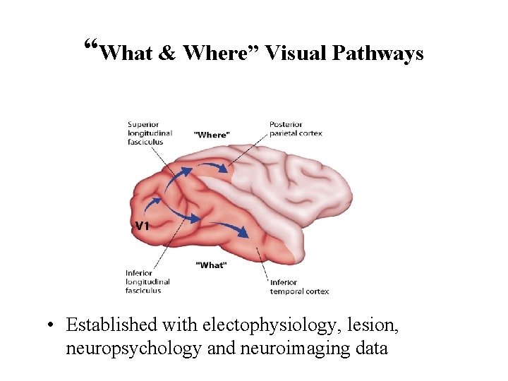 “What & Where” Visual Pathways • Established with electophysiology, lesion, neuropsychology and neuroimaging data