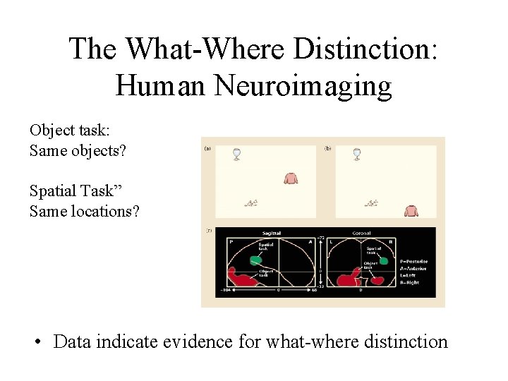 The What-Where Distinction: Human Neuroimaging Object task: Same objects? Spatial Task” Same locations? •