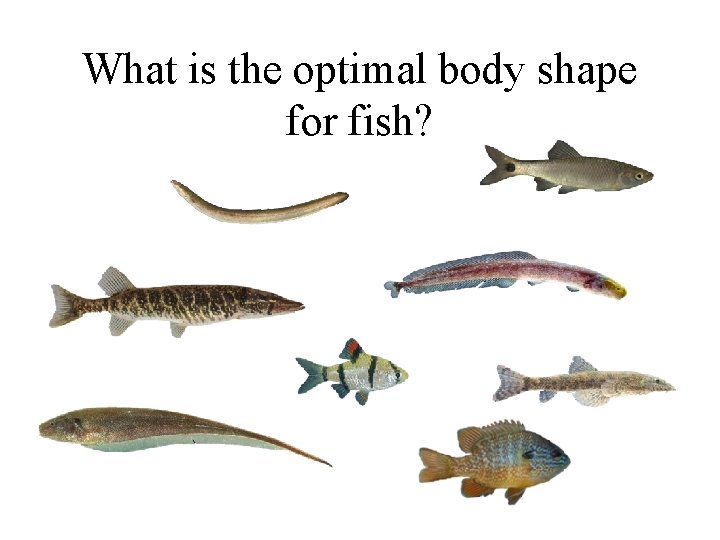 What is the optimal body shape for fish? 