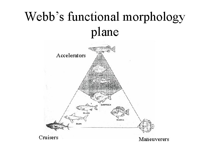 Webb’s functional morphology plane Accelerators Cruisers Maneuverers 