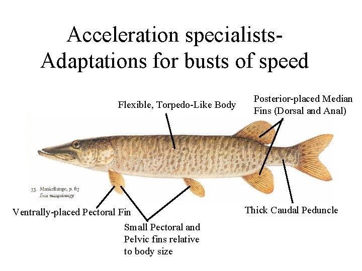 Acceleration specialists. Adaptations for busts of speed Flexible, Torpedo-Like Body Ventrally-placed Pectoral Fin Small