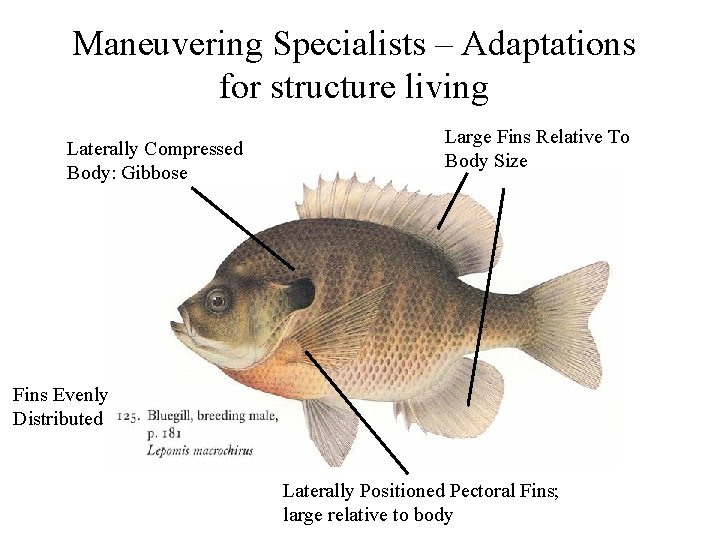 Maneuvering Specialists – Adaptations for structure living Laterally Compressed Body: Gibbose Large Fins Relative