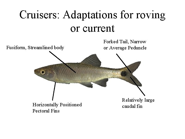 Cruisers: Adaptations for roving or current Fusiform, Streamlined body Horizontally Positioned Pectoral Fins Forked