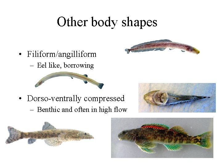Other body shapes • Filiform/angilliform – Eel like, borrowing • Dorso-ventrally compressed – Benthic