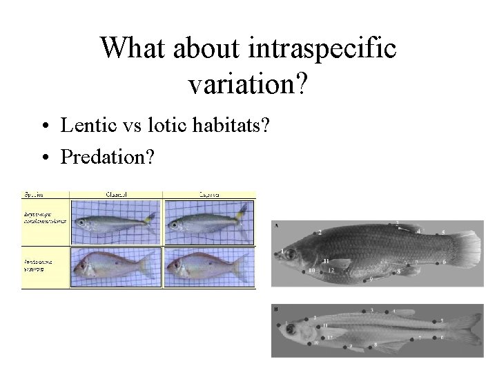 What about intraspecific variation? • Lentic vs lotic habitats? • Predation? 