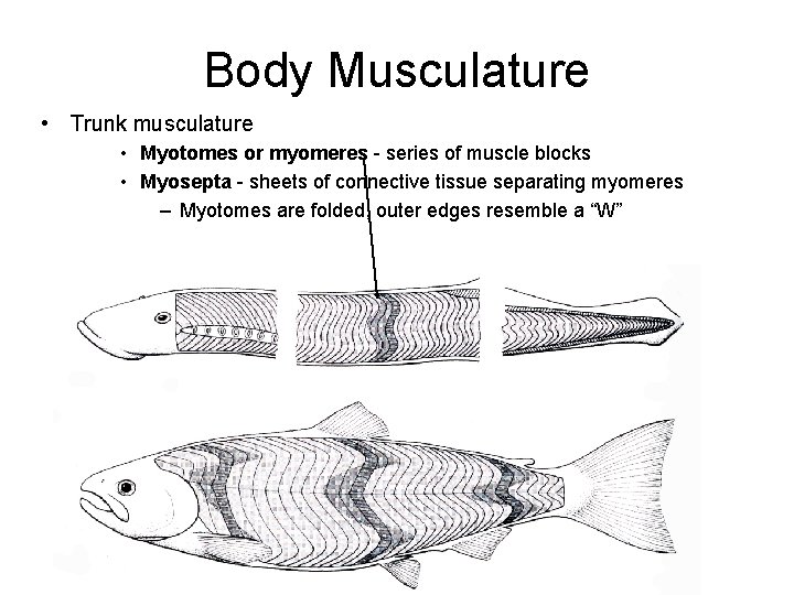 Body Musculature • Trunk musculature • Myotomes or myomeres - series of muscle blocks