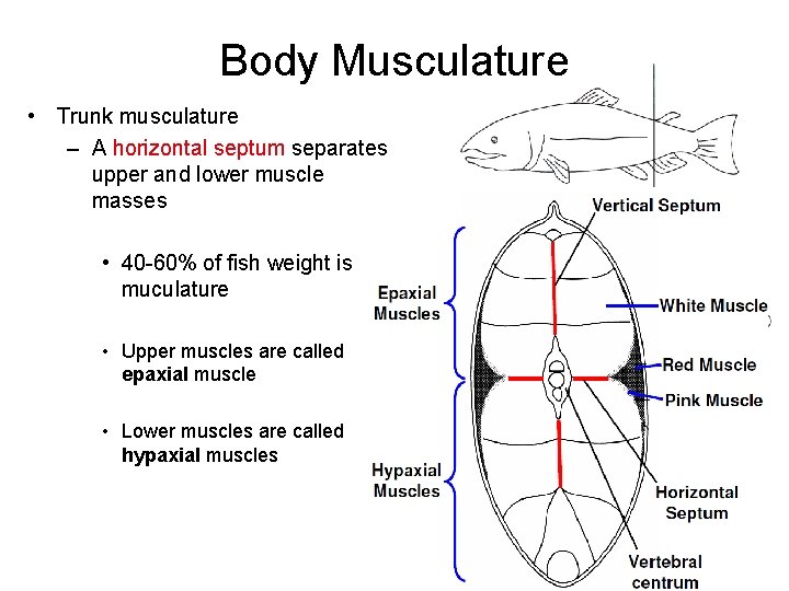 Body Musculature • Trunk musculature – A horizontal septum separates upper and lower muscle