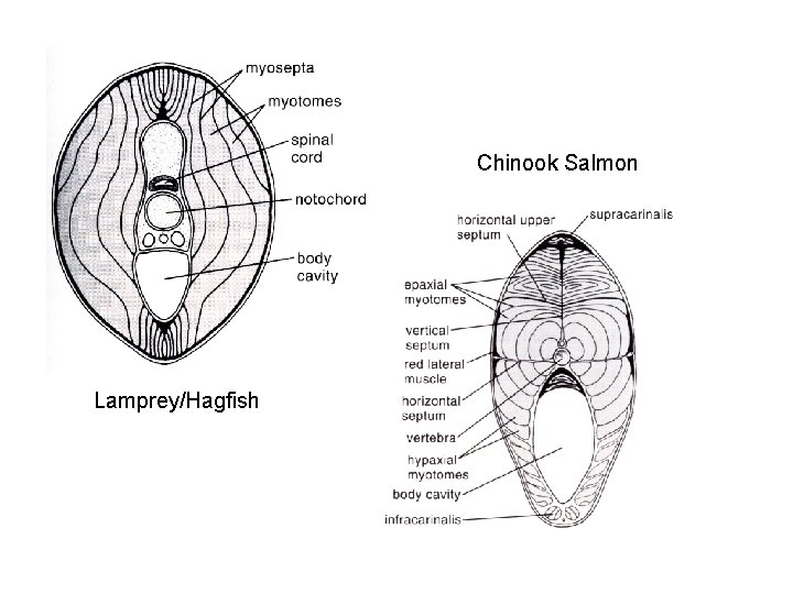 Chinook Salmon Lamprey/Hagfish 