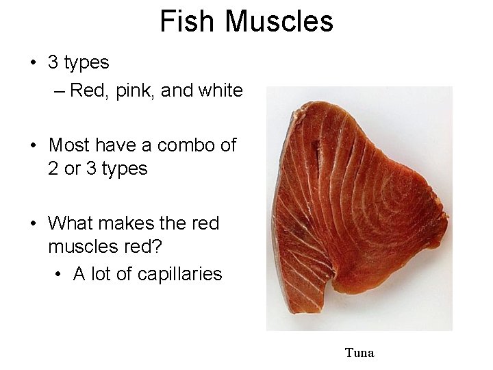 Fish Muscles • 3 types – Red, pink, and white • Most have a