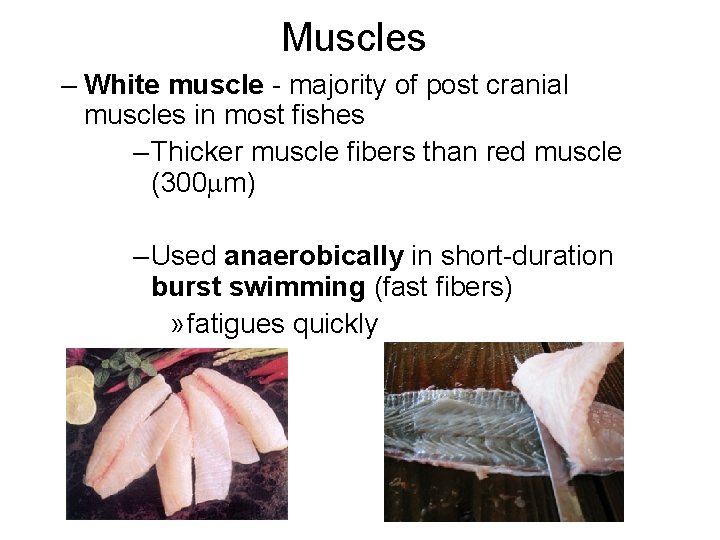 Muscles – White muscle - majority of post cranial muscles in most fishes –