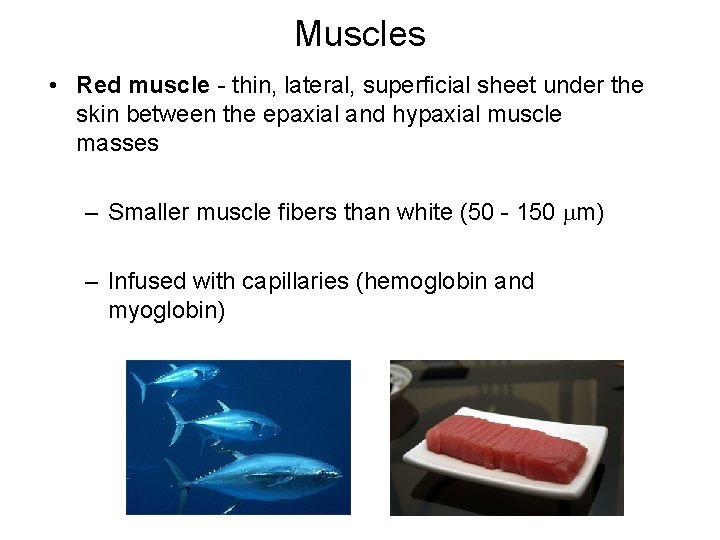 Muscles • Red muscle - thin, lateral, superficial sheet under the skin between the