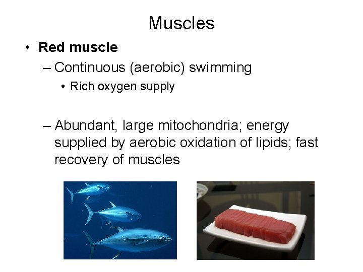 Muscles • Red muscle – Continuous (aerobic) swimming • Rich oxygen supply – Abundant,