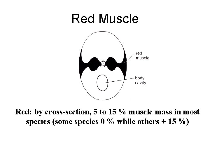 Red Muscle Red: by cross-section, 5 to 15 % muscle mass in most species