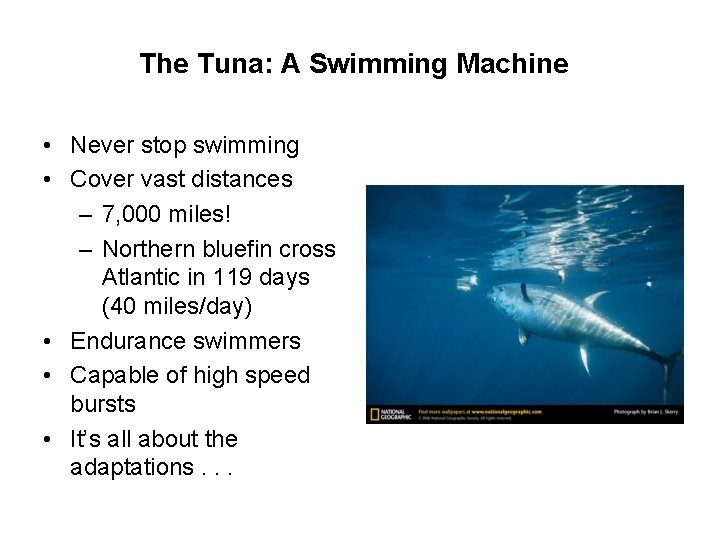 The Tuna: A Swimming Machine • Never stop swimming • Cover vast distances –