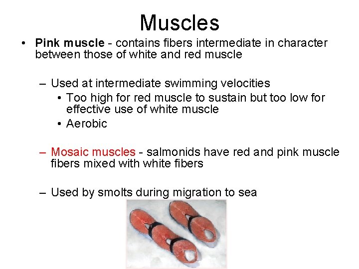 Muscles • Pink muscle - contains fibers intermediate in character between those of white