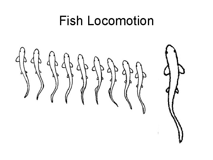 Fish Locomotion 