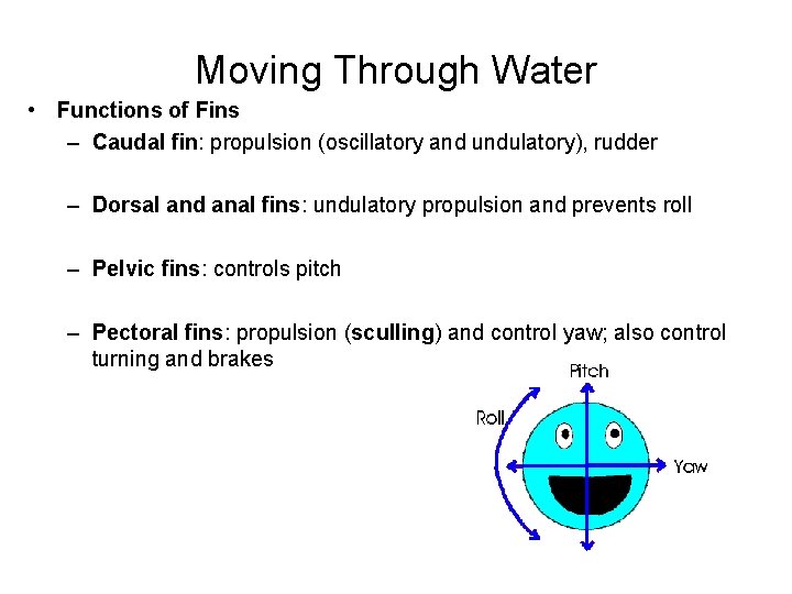 Moving Through Water • Functions of Fins – Caudal fin: propulsion (oscillatory and undulatory),