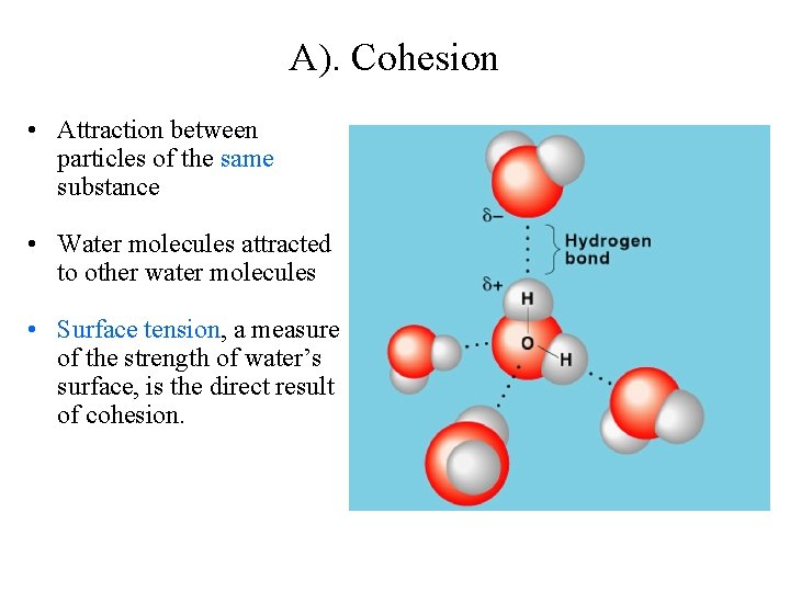 A). Cohesion • Attraction between particles of the same substance • Water molecules attracted