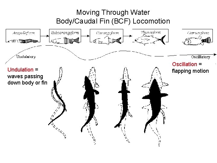 Moving Through Water Body/Caudal Fin (BCF) Locomotion Undulation = waves passing down body or