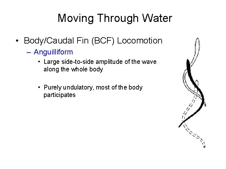 Moving Through Water • Body/Caudal Fin (BCF) Locomotion – Anguilliform • Large side-to-side amplitude
