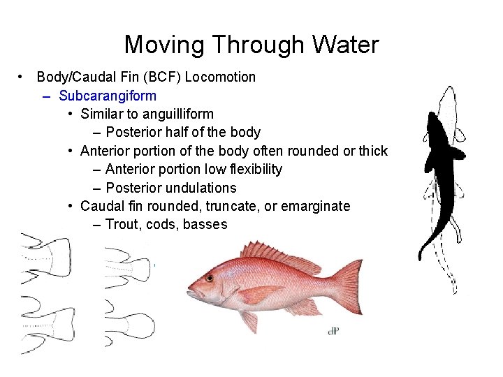 Moving Through Water • Body/Caudal Fin (BCF) Locomotion – Subcarangiform • Similar to anguilliform