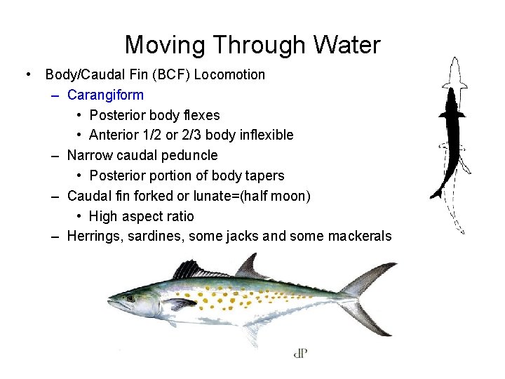 Moving Through Water • Body/Caudal Fin (BCF) Locomotion – Carangiform • Posterior body flexes