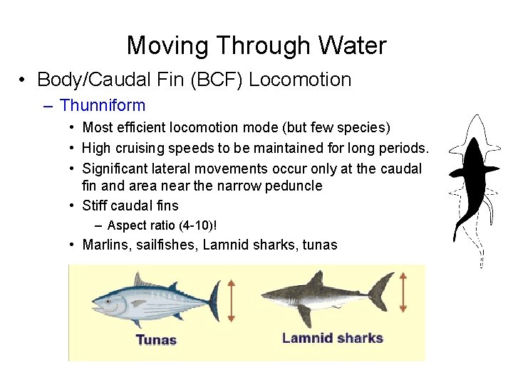 Moving Through Water • Body/Caudal Fin (BCF) Locomotion – Thunniform • Most efficient locomotion