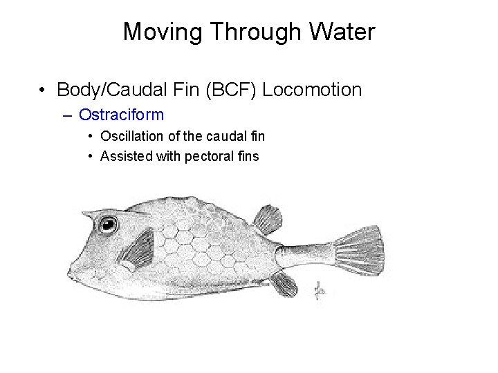 Moving Through Water • Body/Caudal Fin (BCF) Locomotion – Ostraciform • Oscillation of the