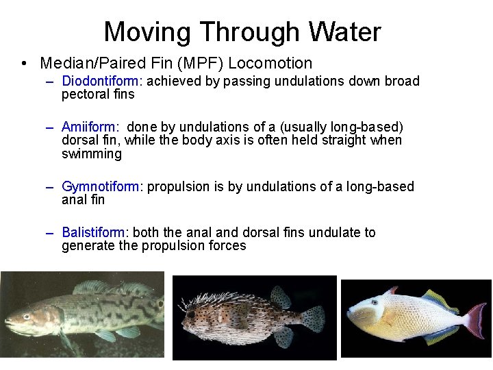 Moving Through Water • Median/Paired Fin (MPF) Locomotion – Diodontiform: achieved by passing undulations