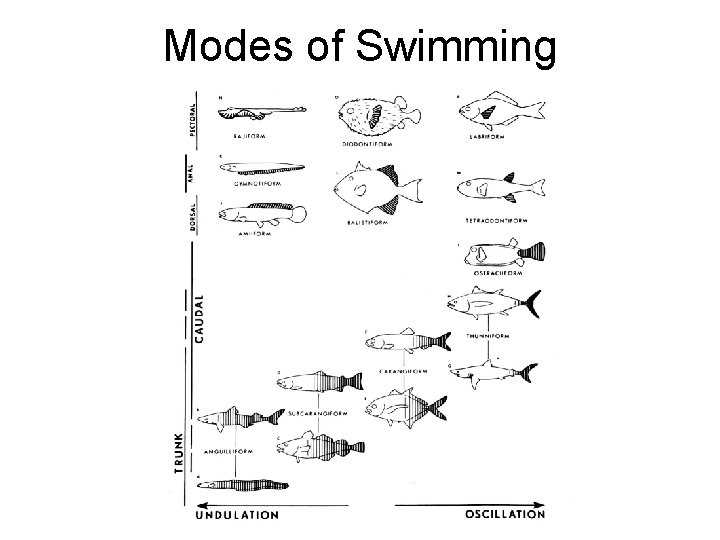 Modes of Swimming 